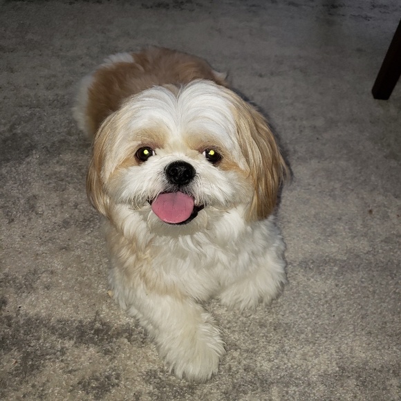 Meet your Posher, Michelle - Picture 1 of 1